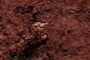 Footprint? Grallator?