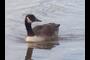 Duck in foreground