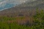 burned forest