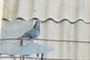 The pigeon