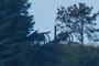 Old cannons