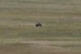 Bison ?