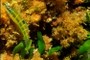 Fish 2
