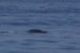 Whale shark