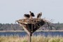 Osprey Nest