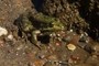 A frog