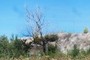 A tree