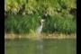 Blue Heron
