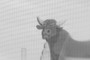 Durham Bull