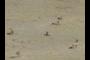 A small group of males 