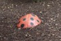 Lady Bug