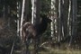 Elk in the trees