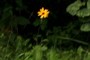 Lonely Flower