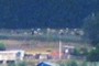 The cows