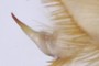 Tarsal Claw