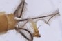 Three Caudal Filaments
