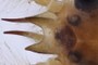 Mouthparts (larvae only)