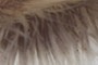 Gills (EPHEMEROPTERA)