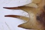 Mandibular Tusks