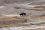 buffalo