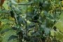 Jalapenos