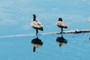 Canada Geese