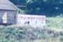 Ostrich farm
