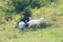 Goatherd