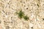 Plants in the wall