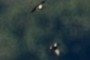 Swallow
