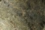 Tool marks