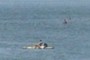 Kayaks