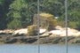 Lobster Traps