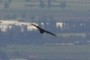 Bird flying