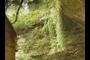 overhanging plants