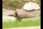 Rocks 