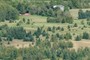 Evergreen Trees