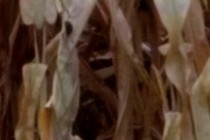 293119-210x140