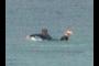 Surfer in the water