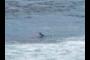 surfer