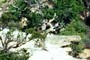 Gum Tree