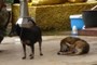 Dogs