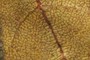 veins on leaf