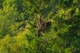 Nest