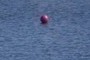 Buoy