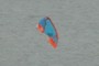 Kite Surfer