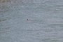 Swimmer