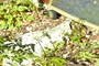 "Red-stemmed" fern