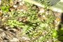 Painted fern