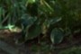 Hosta "Francee"